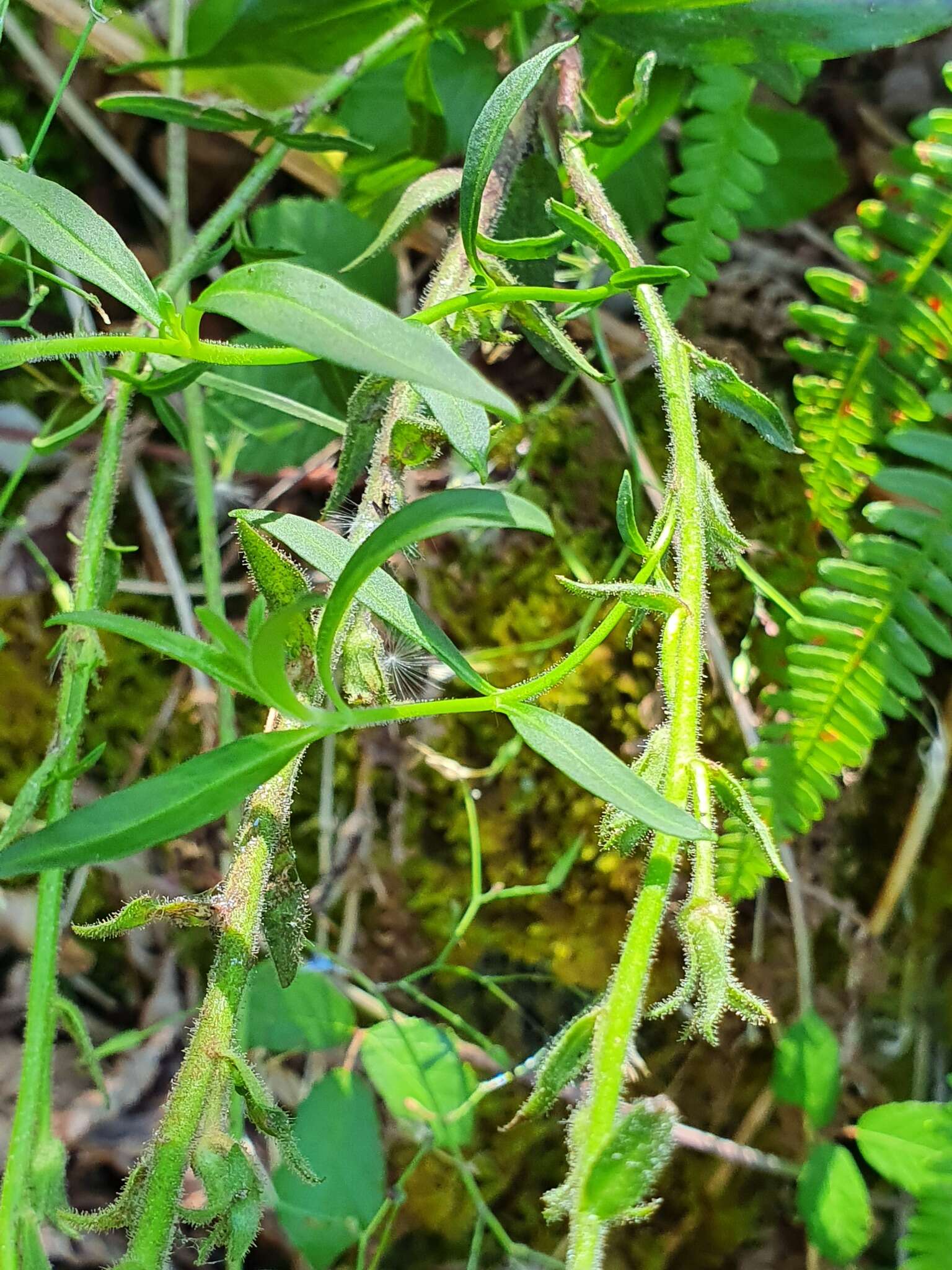 Image of Antirrhinum braun-blanquetii Rothm.