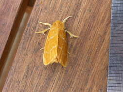 Слика од Euproctis lutea Fabricius 1775