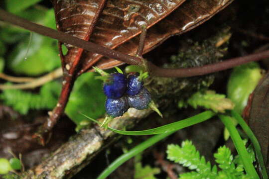 Imagem de Coccocypselum herbaceum P. Browne ex Aubl.