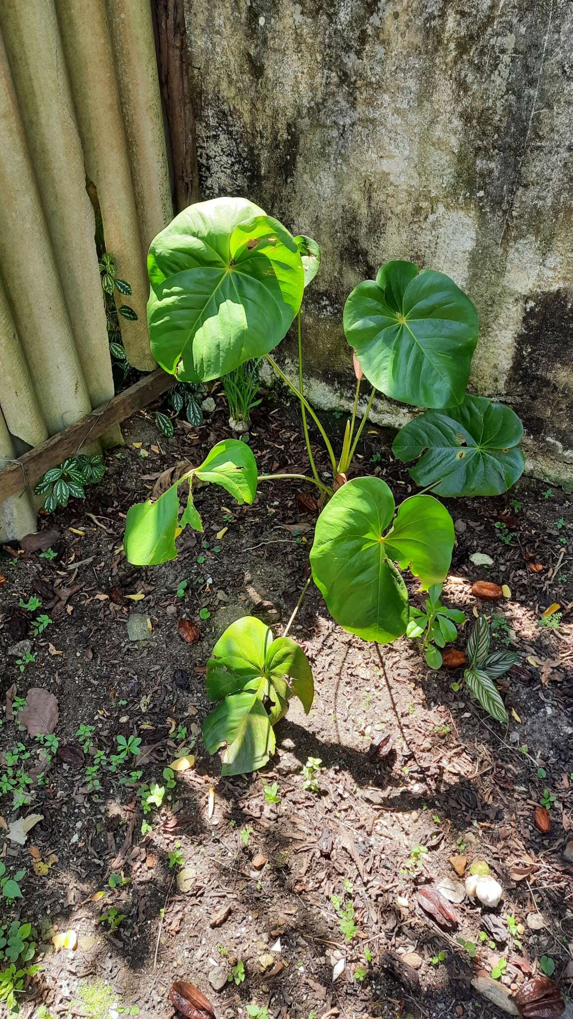 Image of Anthurium nymphaeifolium K. Koch & C. D. Bouché