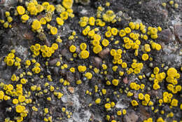 Image of Hidden goldspeck lichen