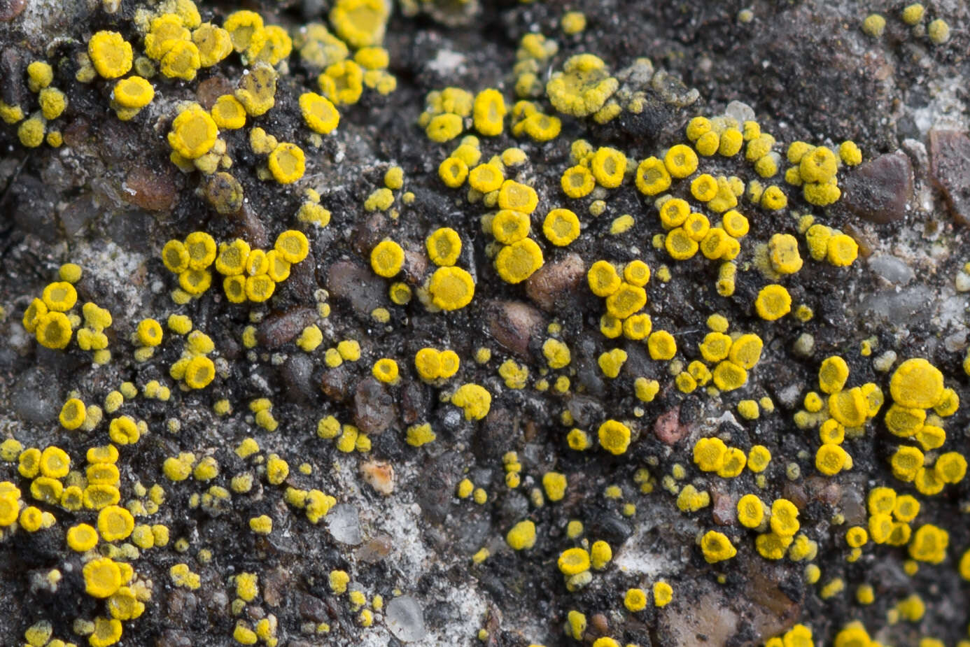 Image of Hidden goldspeck lichen