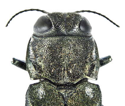 Image of Agrilus ater (Linnaeus 1767)