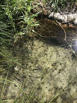 Image of Quitobaquito pupfish