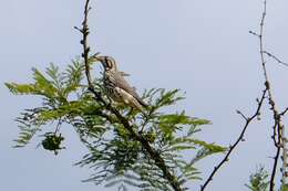 Plancia ëd Turdus litsitsirupa litsitsirupa (Smith & A 1836)