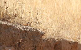 صورة Emberiza goslingi (Alexander 1906)