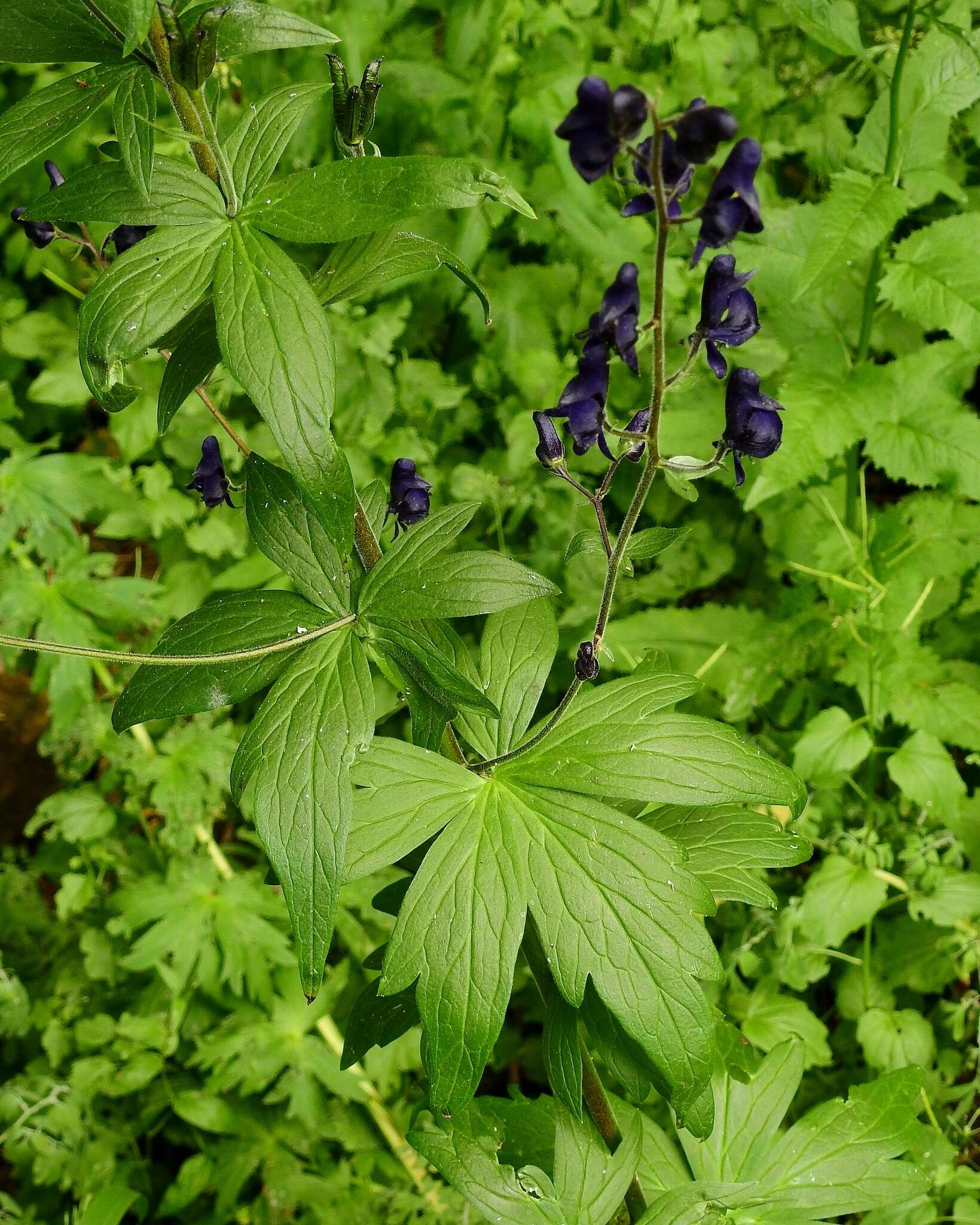 Sivun Aconitum columbianum subsp. columbianum kuva