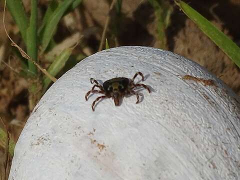 Image of Amblyomma variegatum (Fabricius 1794)