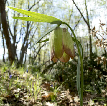 Image of Fritillaria pontica Wahlenb.