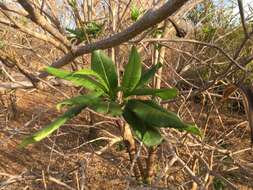 Imagem de Strophanthus boivinii Baill.