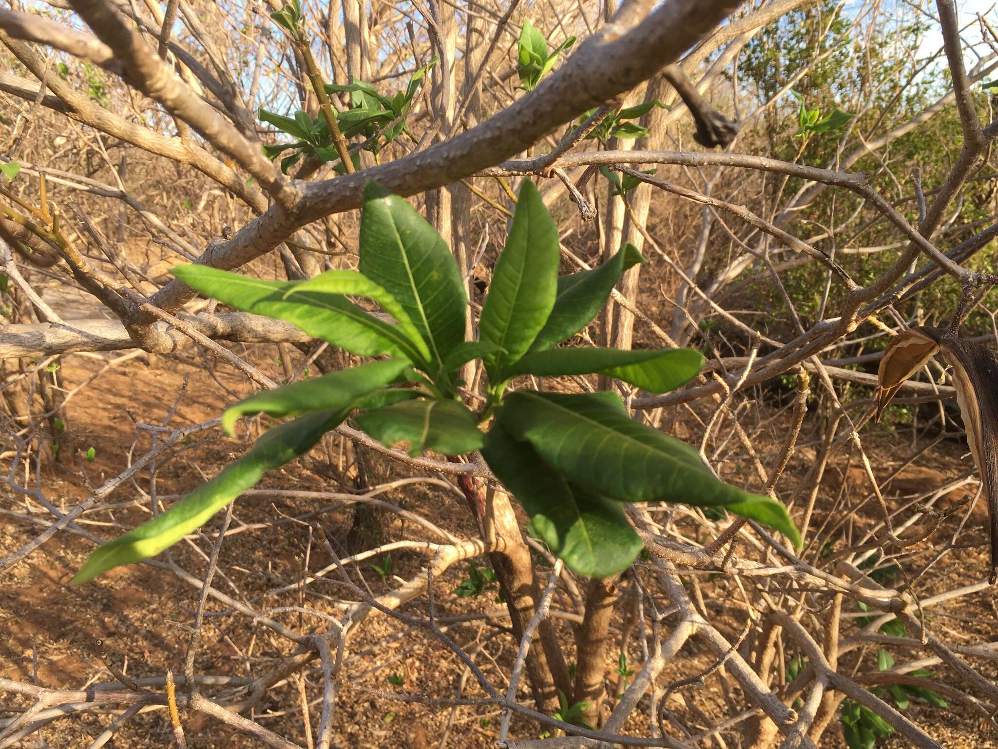 Imagem de Strophanthus boivinii Baill.