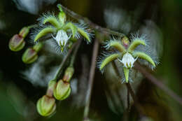 Image of Trellis-vine