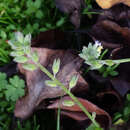 Image de Myosotis discolor subsp. discolor