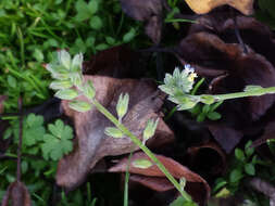 Imagem de Myosotis discolor subsp. discolor