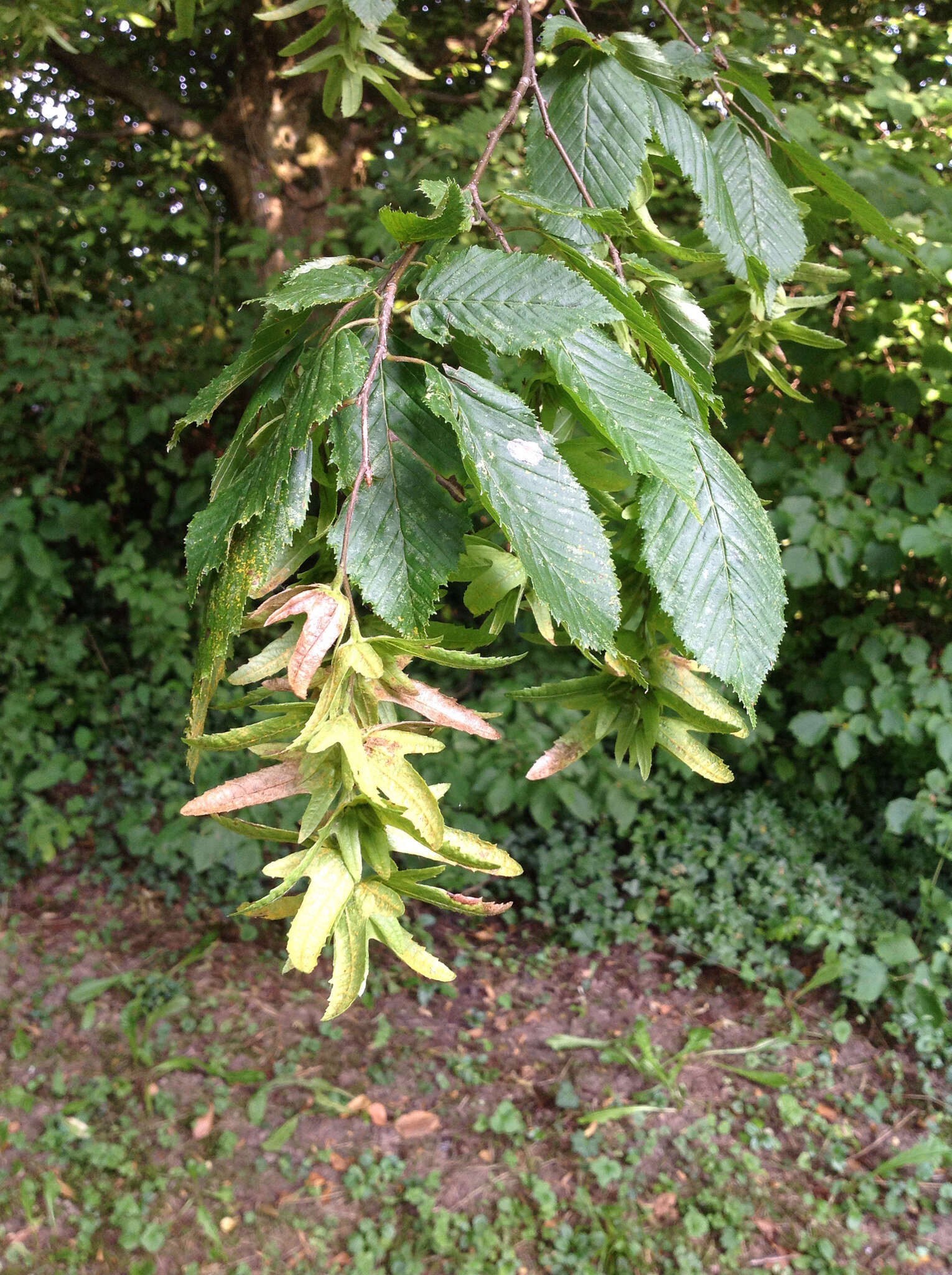 Image of Carpinus betulus L.