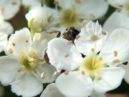 Image of Nude Andrena