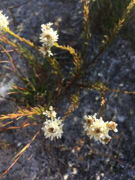 Image de Pseudoselago gracilis O. M. Hilliard