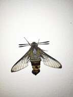 Image of Coffee Clearwing