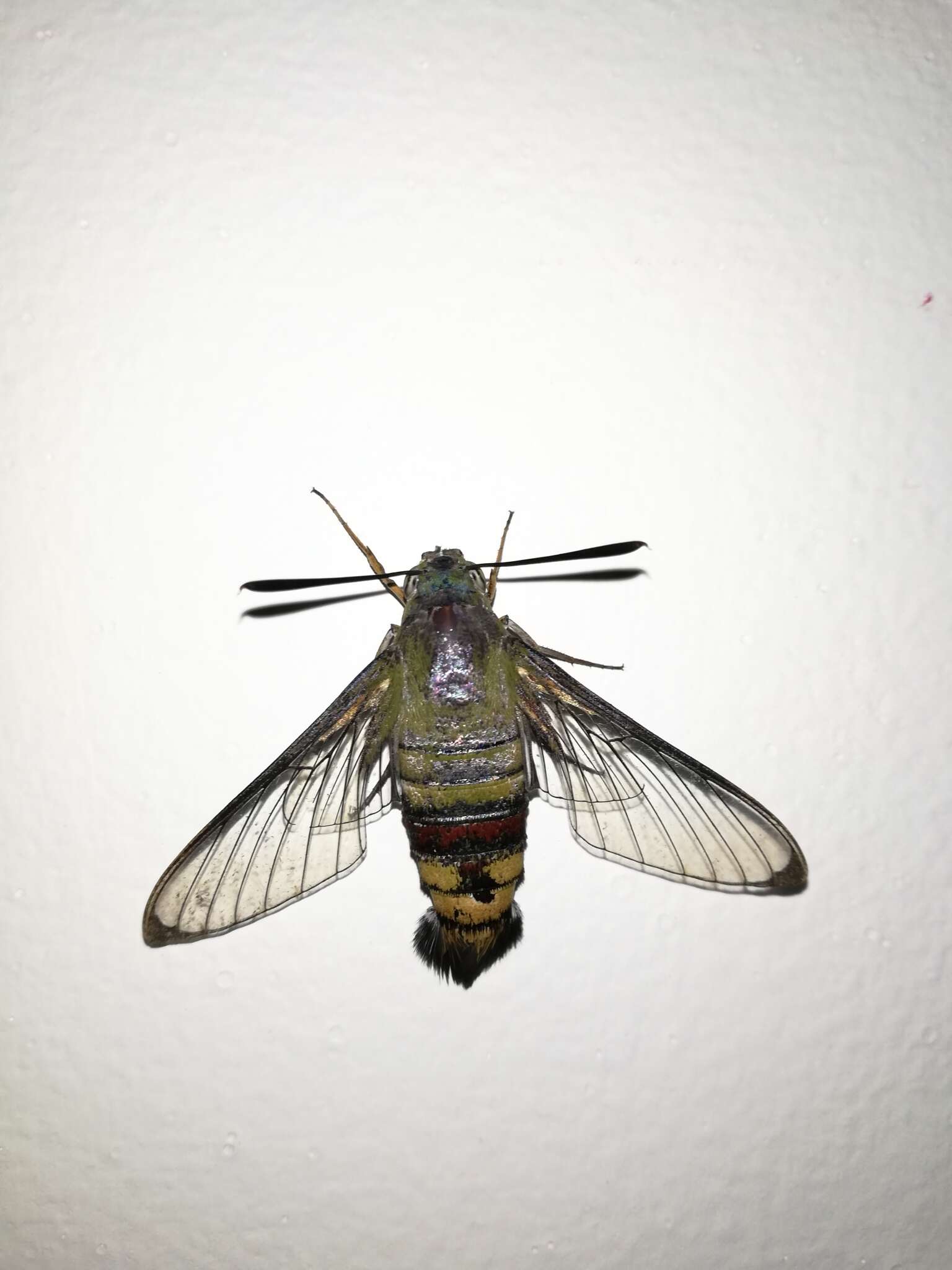 Image of Coffee Clearwing