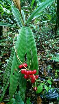 Image of Dypsis pulchella J. Dransf.