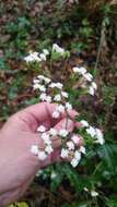 Imagem de Ageratina jucunda (E. Greene) A. Clewell & Woot.