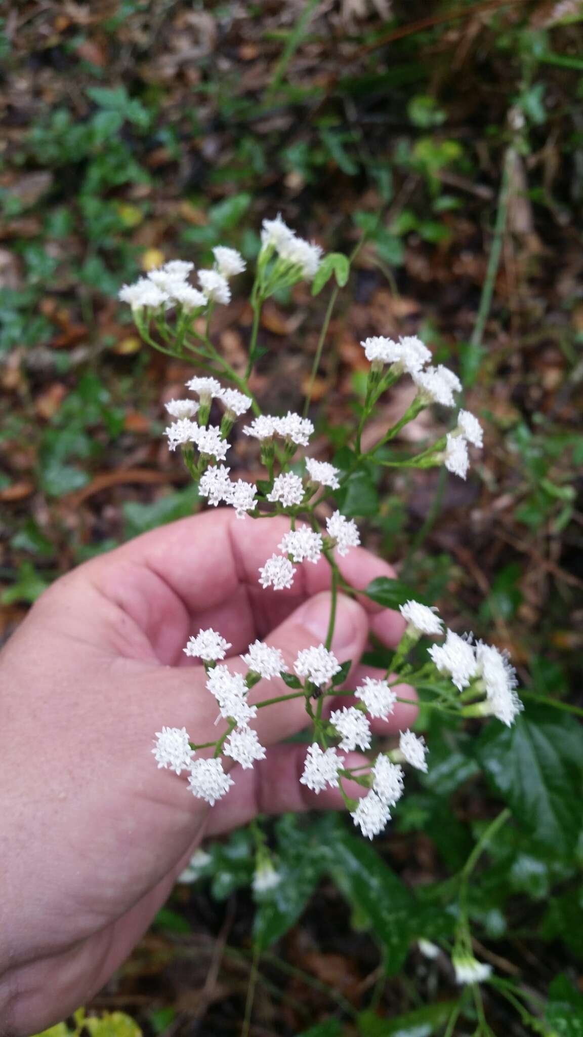 Imagem de Ageratina jucunda (E. Greene) A. Clewell & Woot.