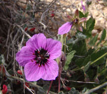 Слика од Erodium arborescens (Desf.) Willd.