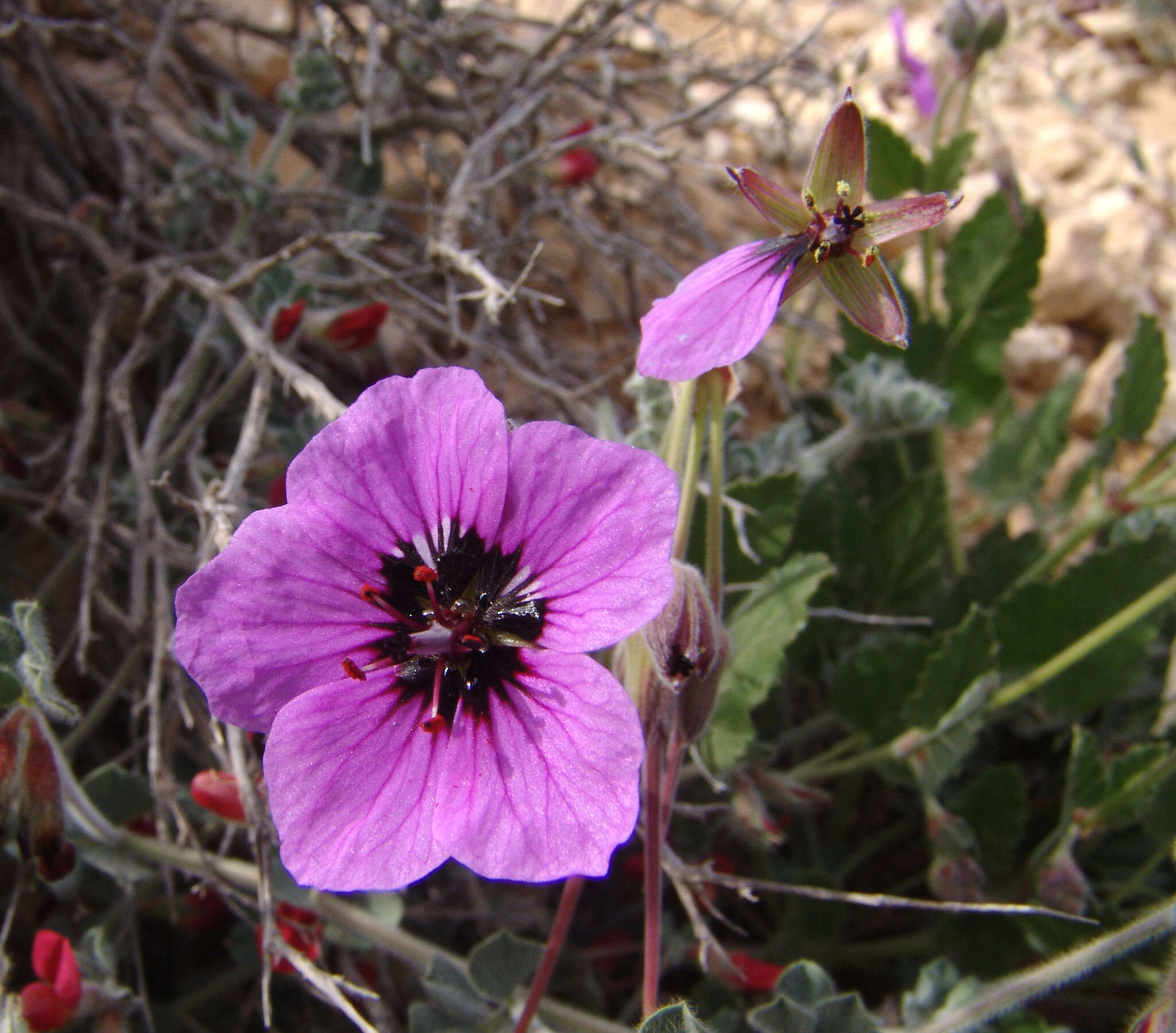 Image of Erodium arborescens (Desf.) Willd.