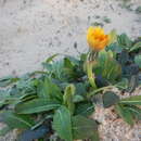 Image of Aetheorhiza bulbosa subsp. bulbosa