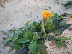 Plancia ëd Aetheorhiza bulbosa subsp. bulbosa