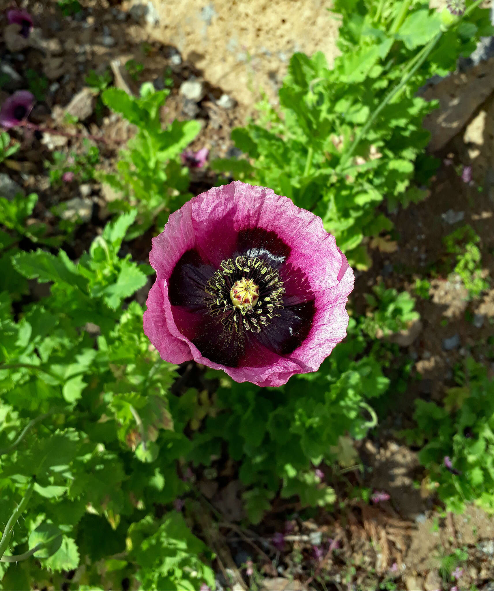 Imagem de Papaver setigerum DC.