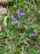 Image of <i>Soldanella major</i>