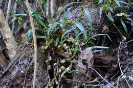 Image of Maxillaria densa Lindl.