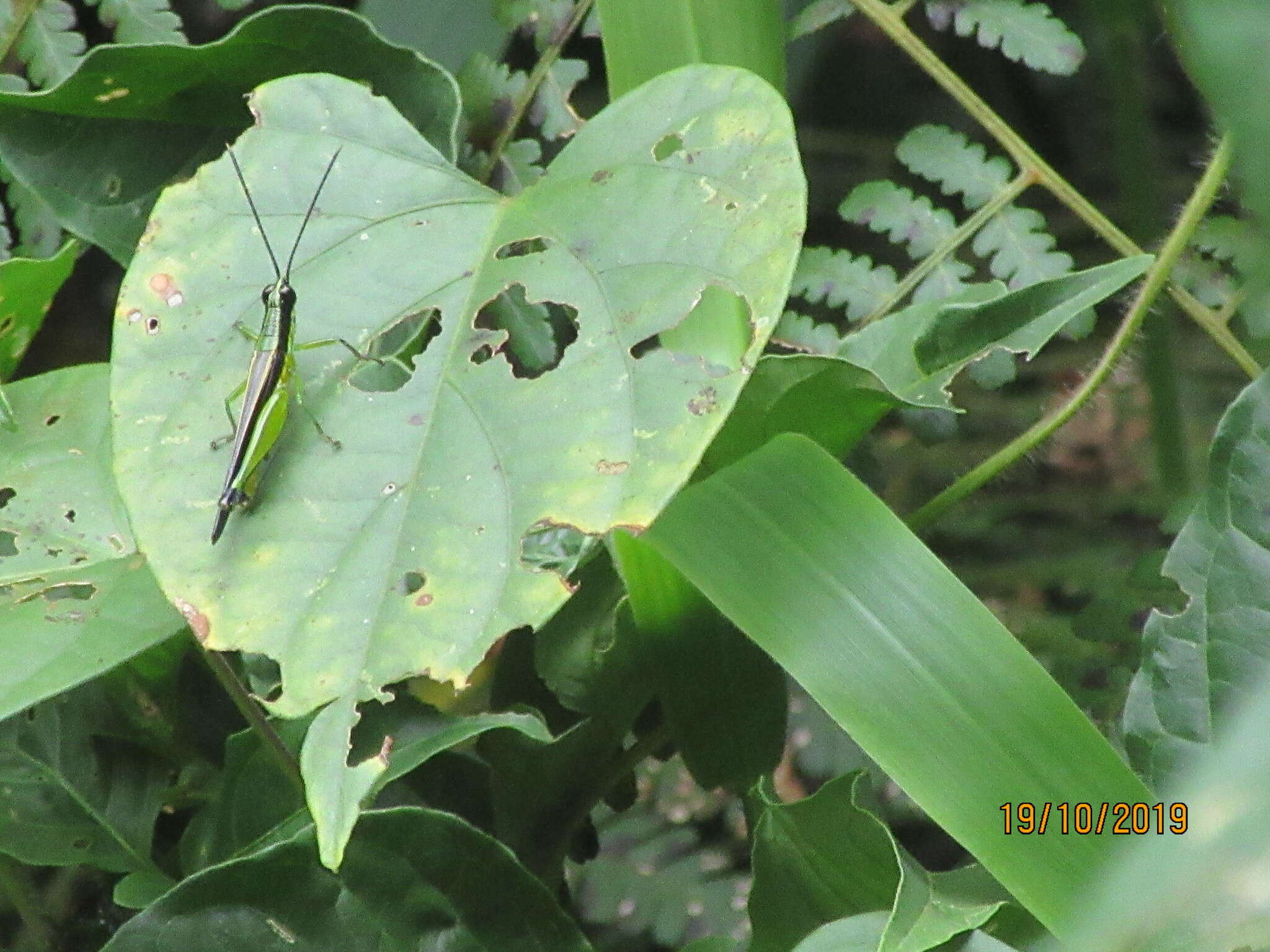 Image of Stenopola boliviana (Rehn & J. A. G. 1913)