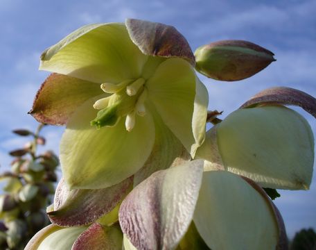 Image of soapweed yucca