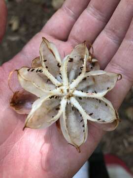 Image de Dillenia beccariana Martelli