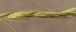 Image of Snake River wheatgrass