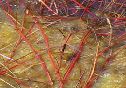 Image of Red Percher Dragonfly