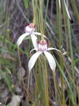 Image of Coastal white spider orchid