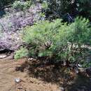 Sivun Hypericum densiflorum var. interior (Small) Sorrie & Weakley kuva