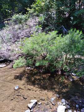 Image of Hypericum densiflorum var. interior (Small) Sorrie & Weakley