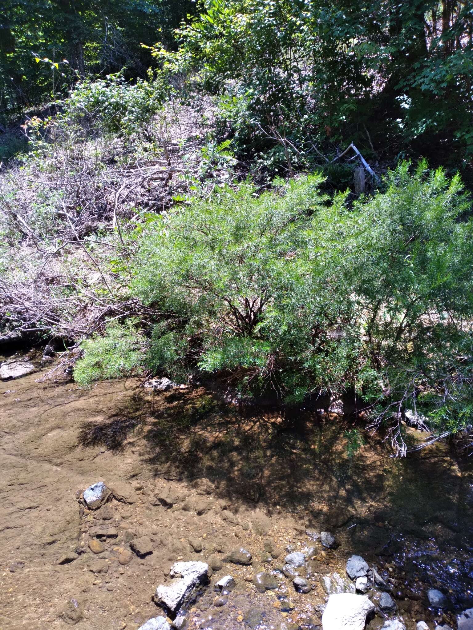 Image de Hypericum densiflorum var. interior (Small) Sorrie & Weakley