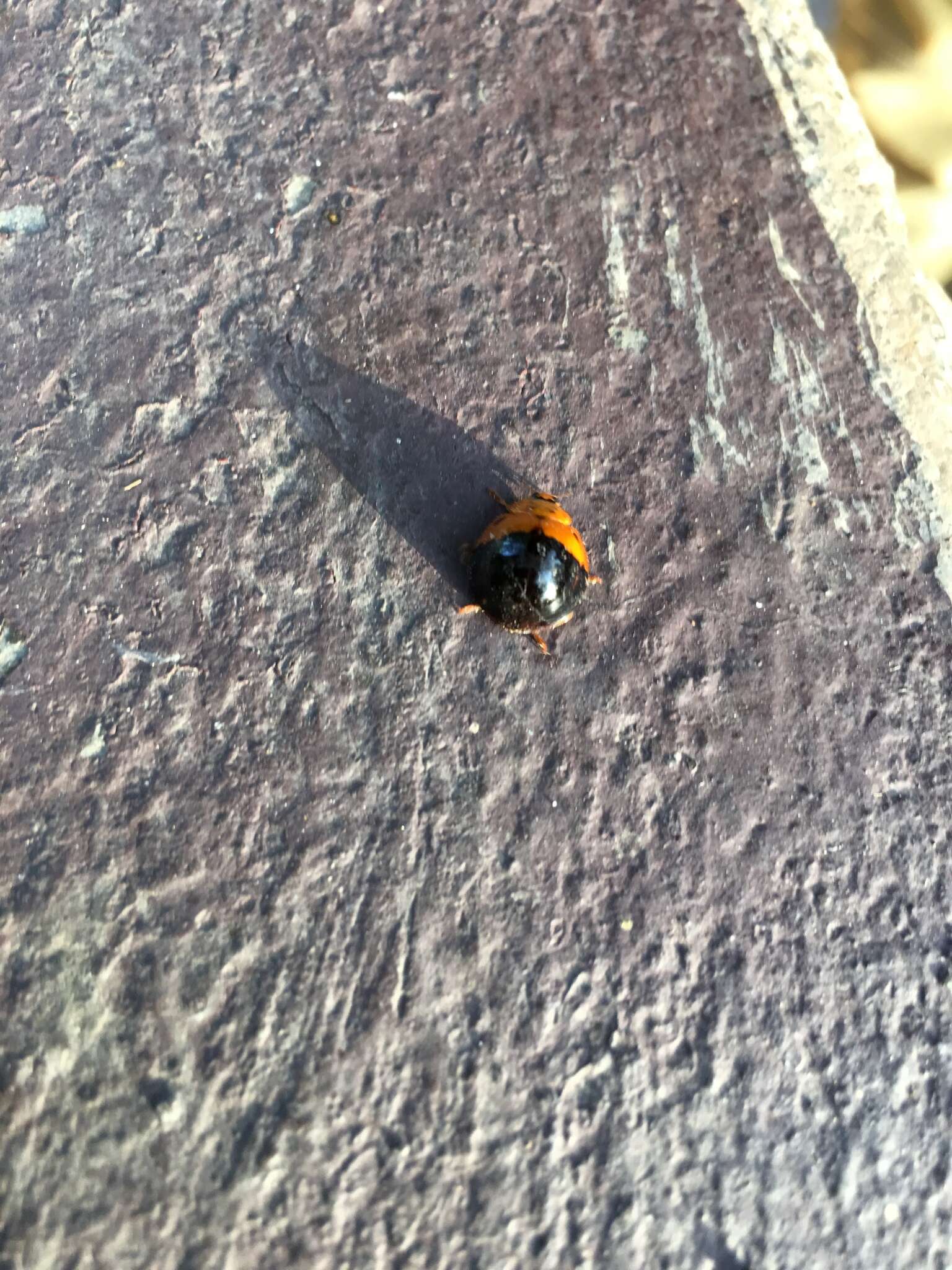 Image of Ladybird beetle