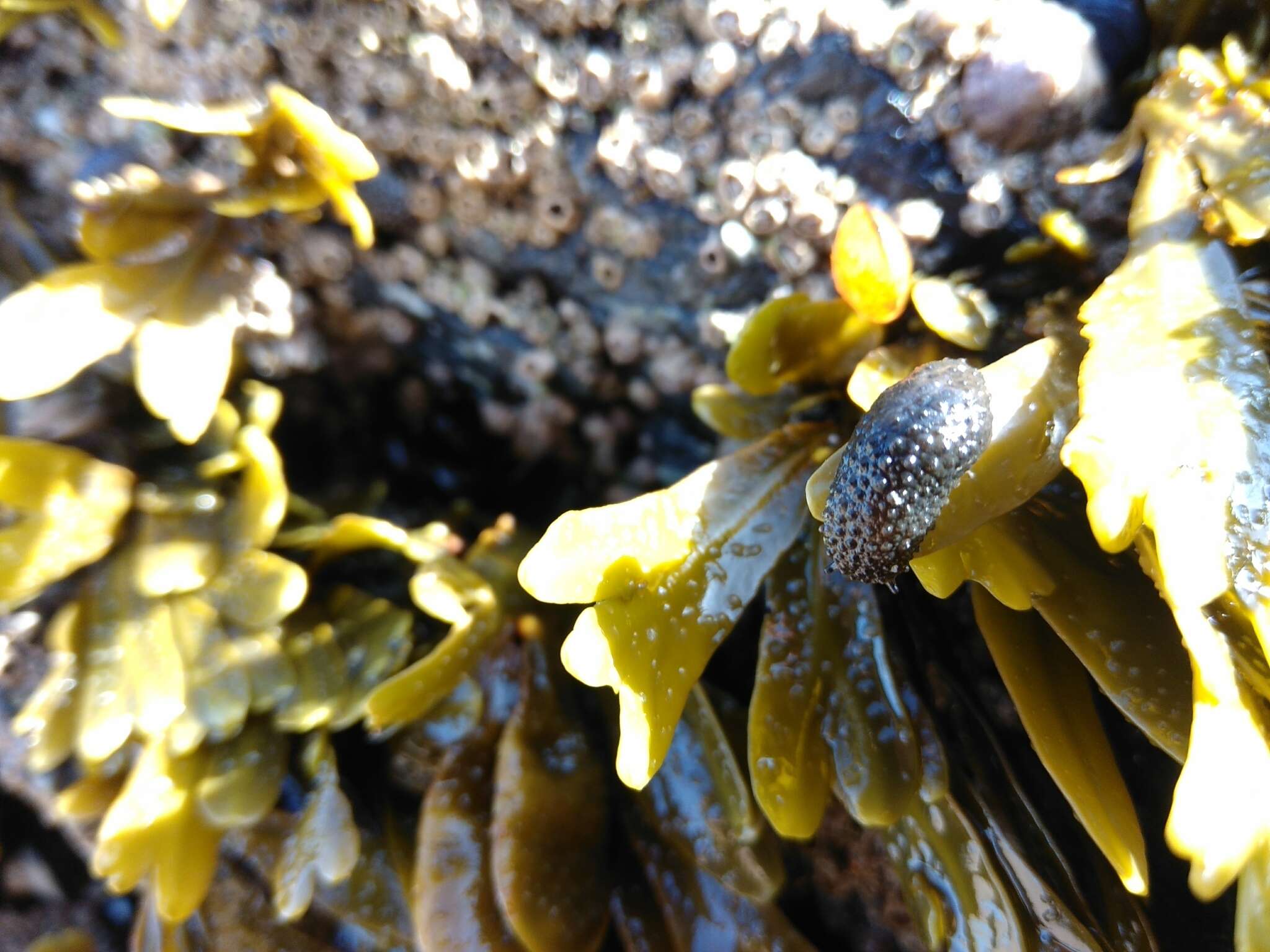 Image of celtic sea slug