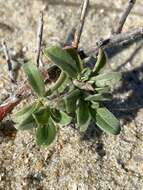 Oenothera humifusa Nutt. resmi