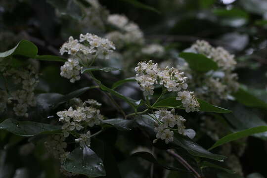 Photinia benthamiana Hance的圖片