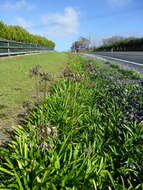 Image of Agapanthus praecox subsp. orientalis (F. M. Leight.) F. M. Leight.