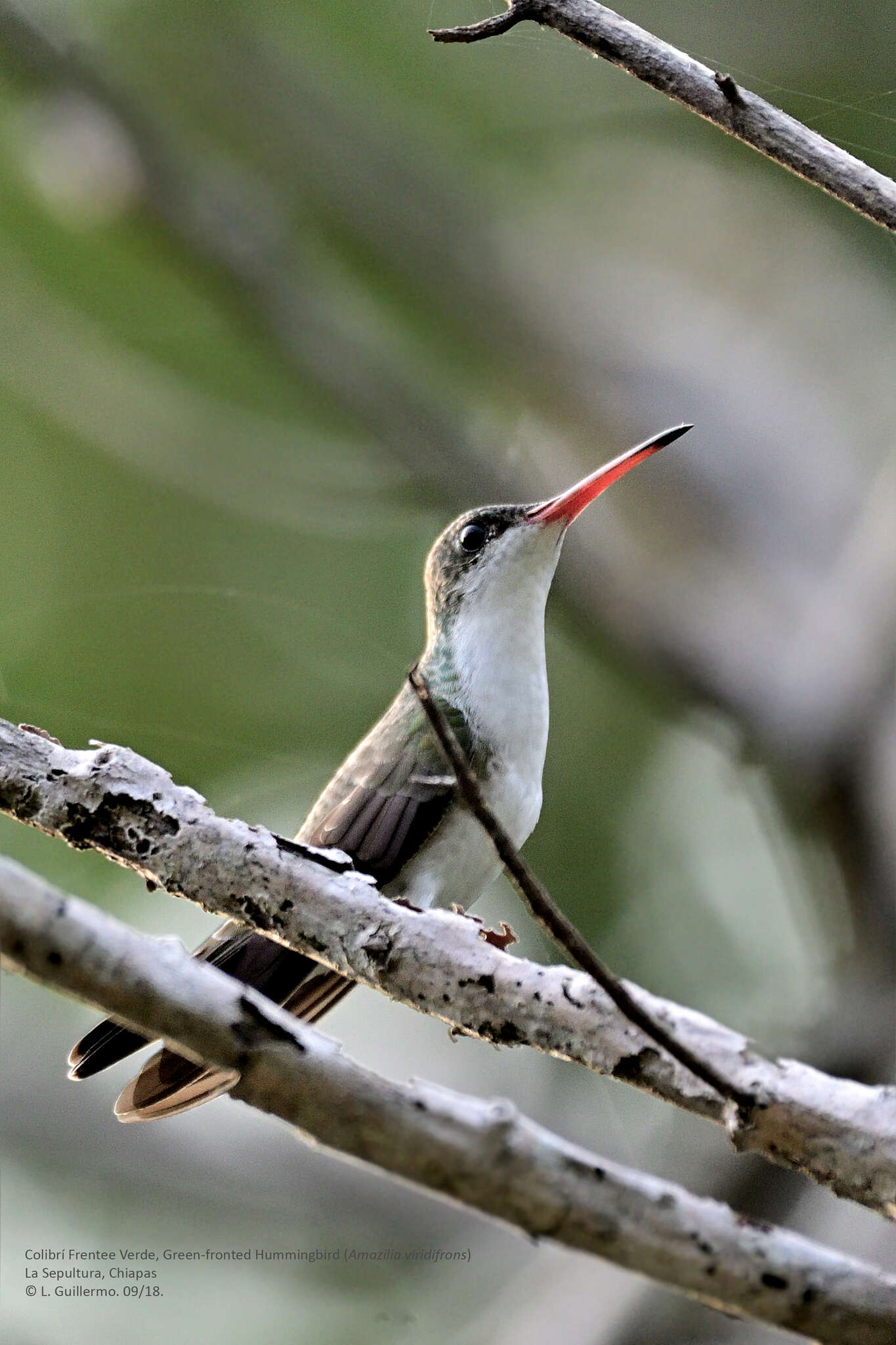 صورة Leucolia viridifrons (Elliot & DG 1871)