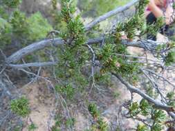 Image of Cliffortia teretifolia L. fil.