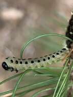 Image of White Pine Sawfly